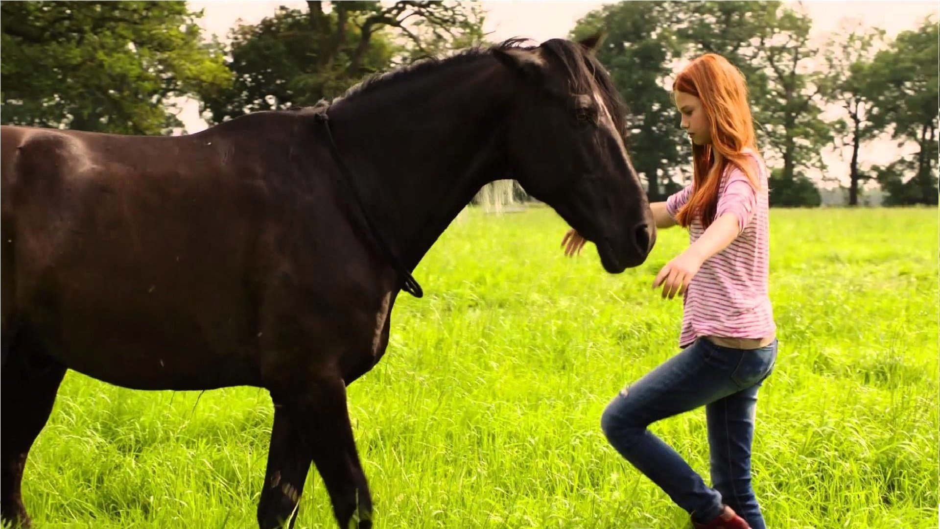 Windstorm Collection