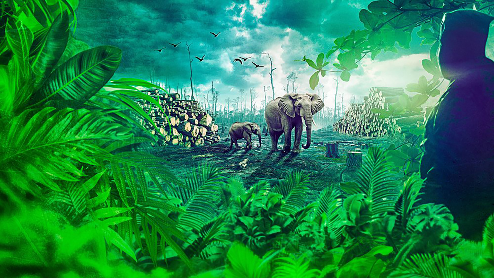Gabon: Earth's Last Chance