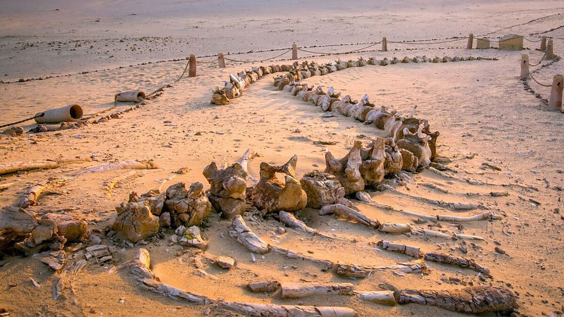 Egypt's Secret Valley of the Whales