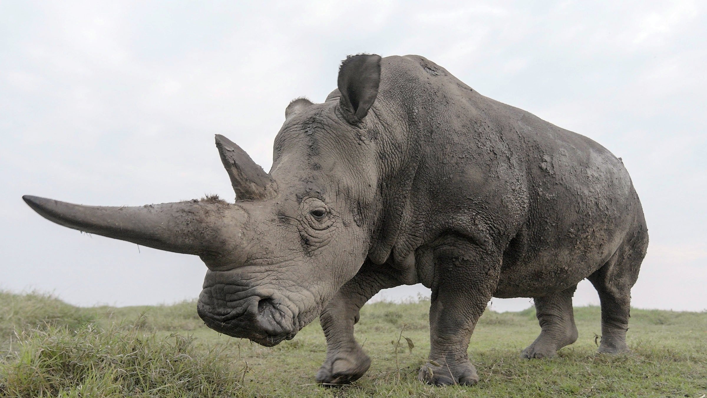 The Last Rhinos: A New Hope