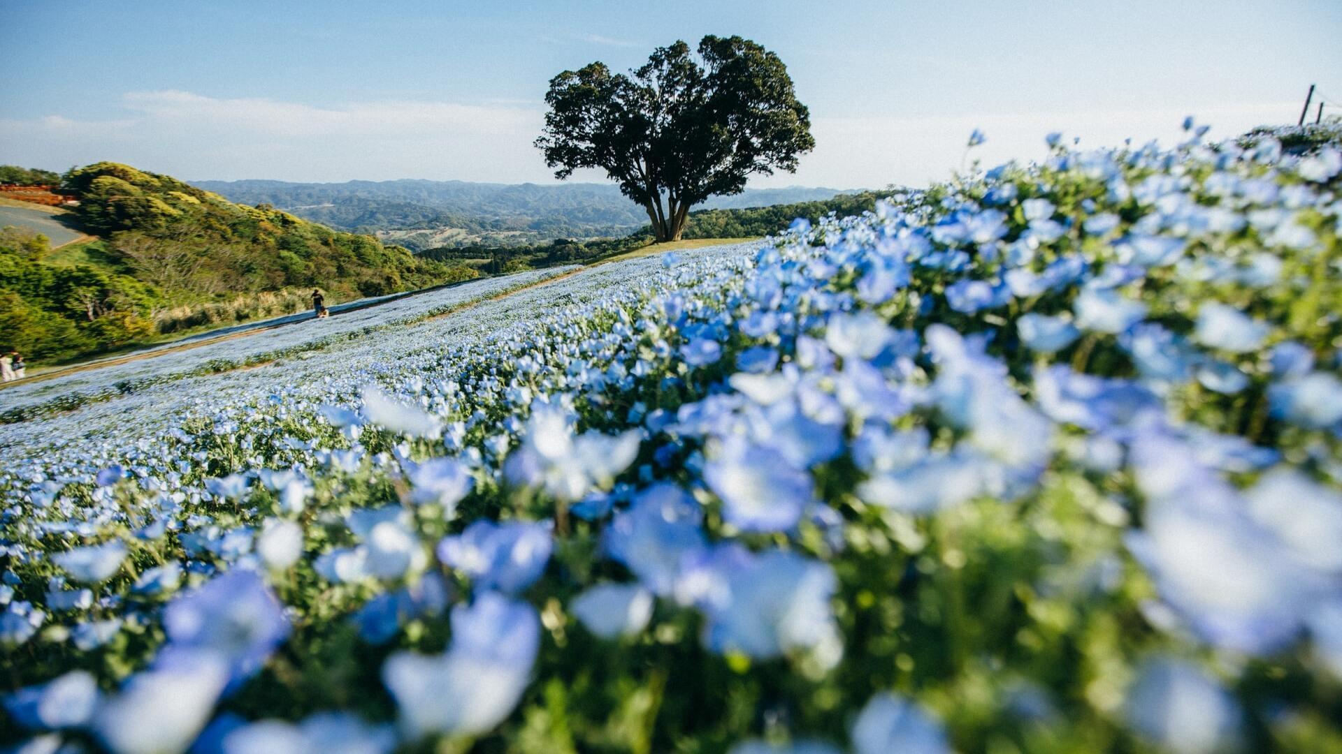 Le lin, ce trésor français