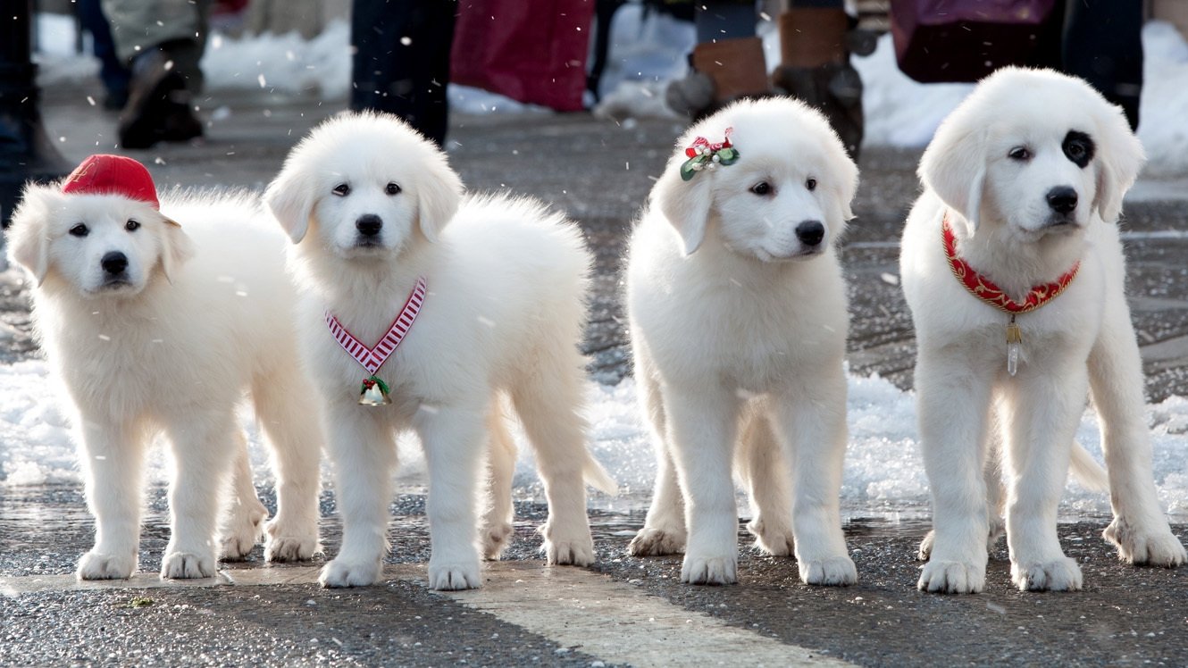 Santa Paws Collection
