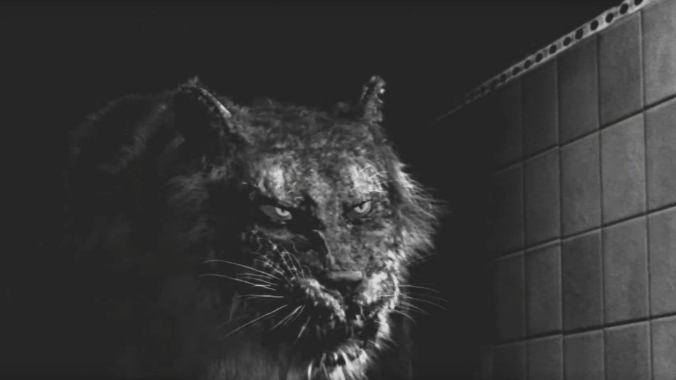 Tyger