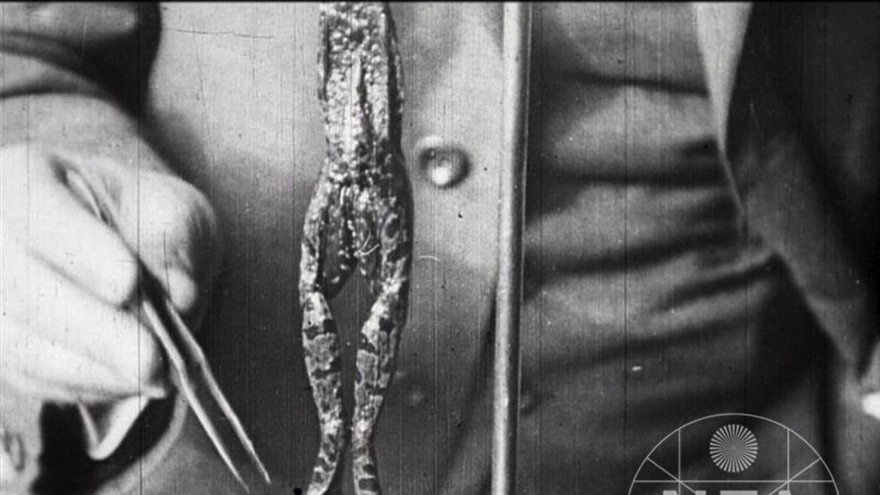 The Life of a Killed Frog