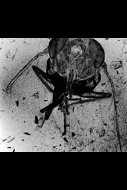 The Death of an Insect