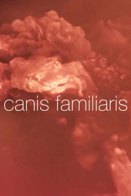 Canis familiaris