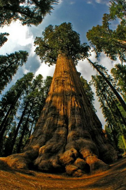 Redwoods: Anatomy of a Giant