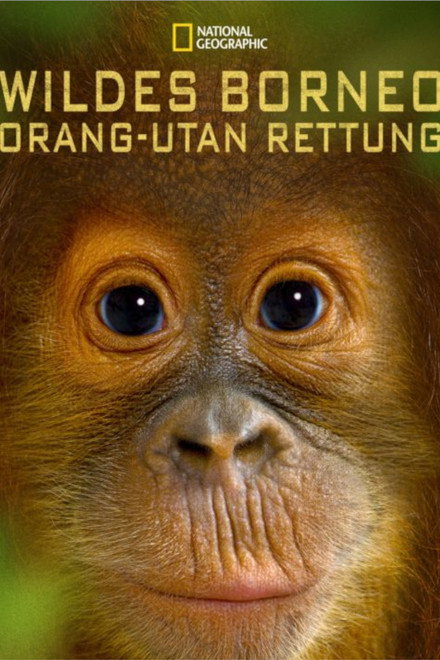 Orangutan Rescue - Back to The Wild