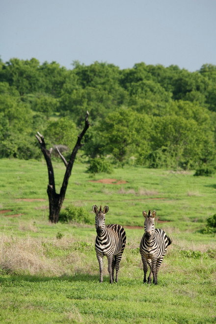 Amazing Wildlife of Botswana