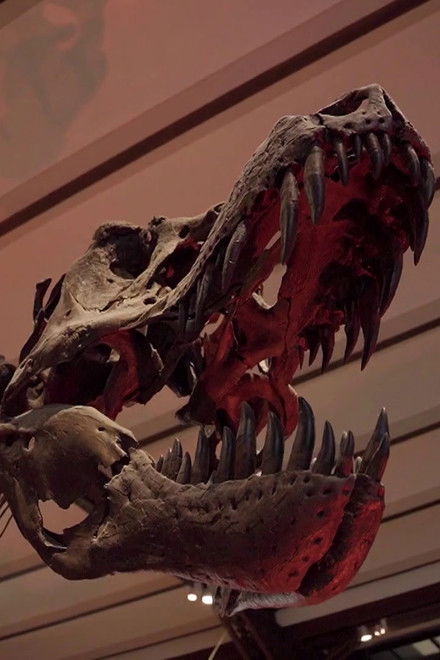 Die Welt der Saurier