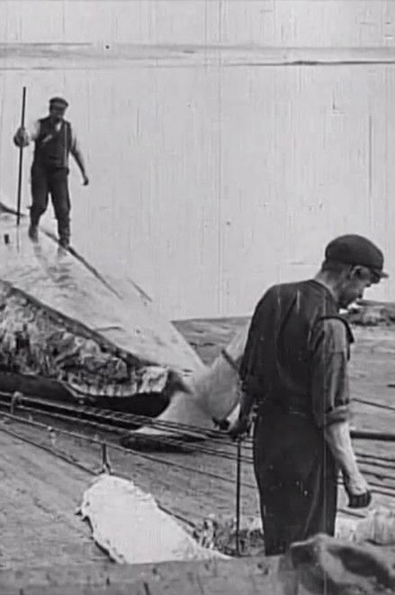 Whaling Afloat and Ashore