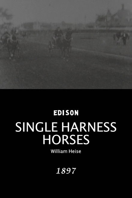 Single Harness Horses