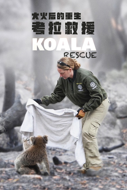 Koala Rescue