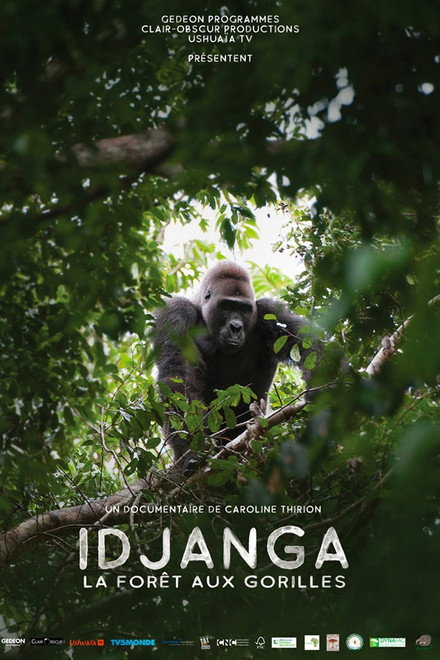 Idjanga, la forêt aux gorilles