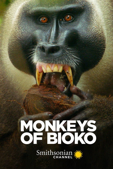 Monkeys of Bioko
