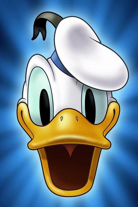 Duck Flies Coop