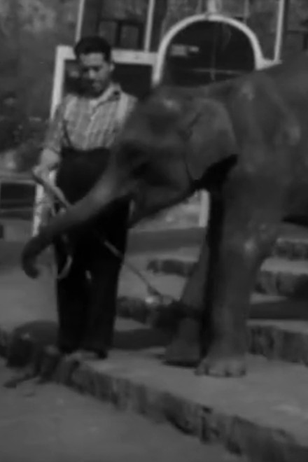 National Zoological Garden