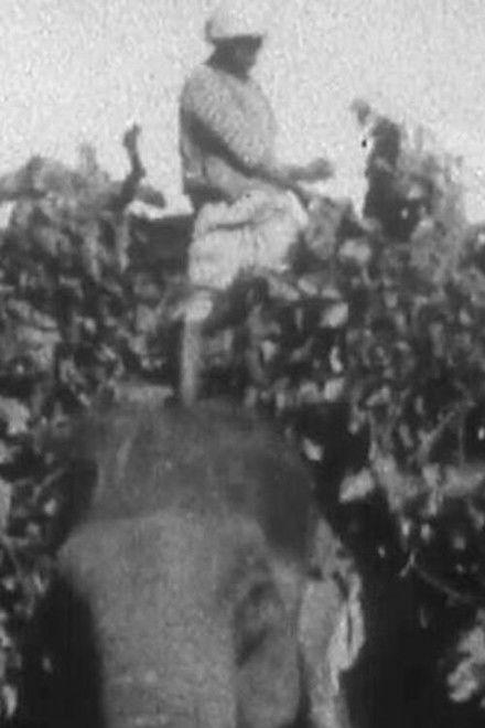 Indian Elephants in the Service of Man