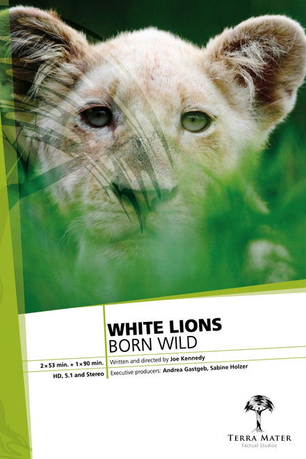 White Lions Born Wild
