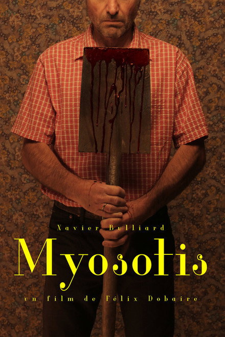 Myosotis