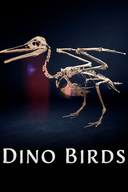Dino Birds