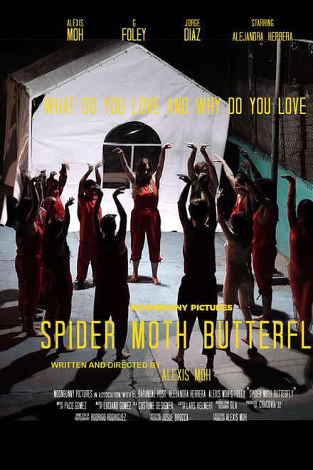 Spider Moth Butterfly