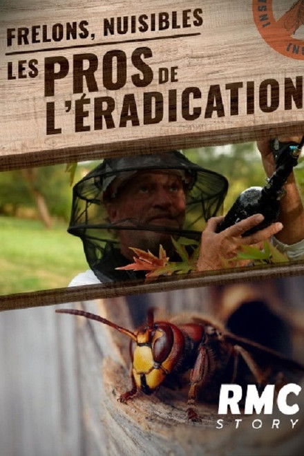 Frelons, nuisibles : Les pros de l'éradication