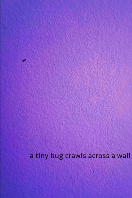 a tiny bug crawls across a wall