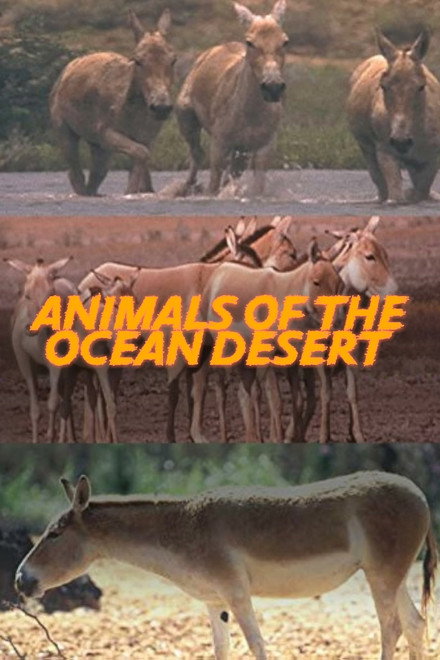 Animals of the Ocean Desert