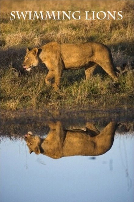 Swimming Lions