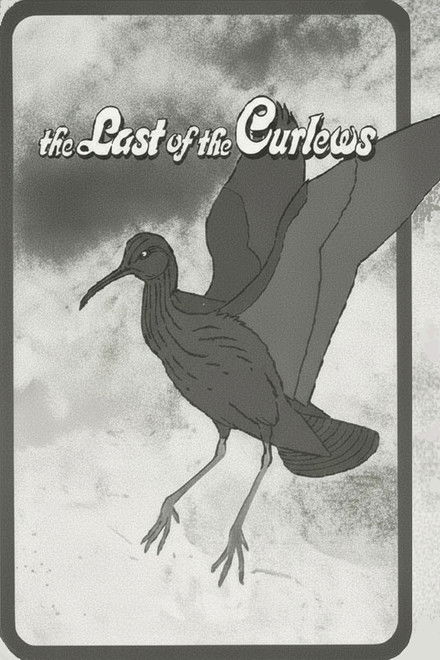 The Last of the Curlews