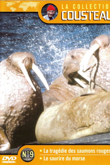 The Cousteau Collection N°9-2 | Morse's Smile