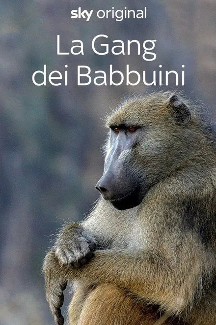 Gangs of Baboon Falls