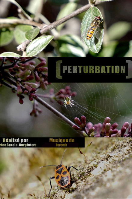 Perturbation