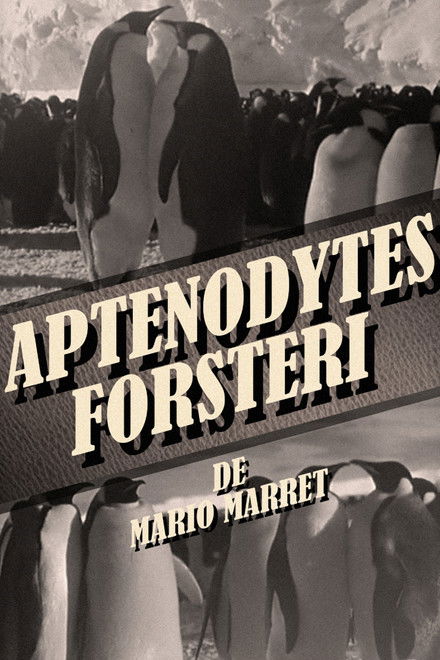 Aptenodytes Forsteri