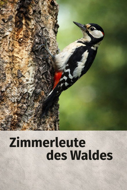 Woodpecker