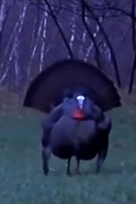 Dindon Sauvage (La dinde noire)