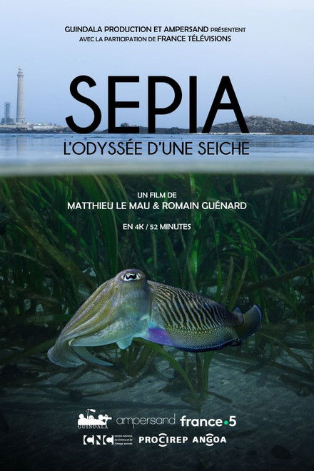 Sépia, l'odyssée d'une seiche
