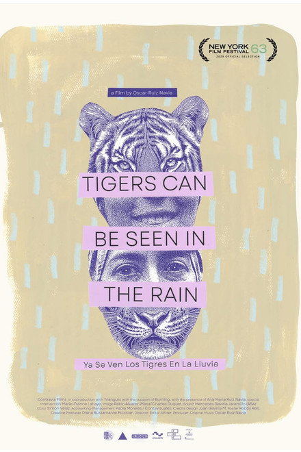 Tigers Can Be Seen In The Rain