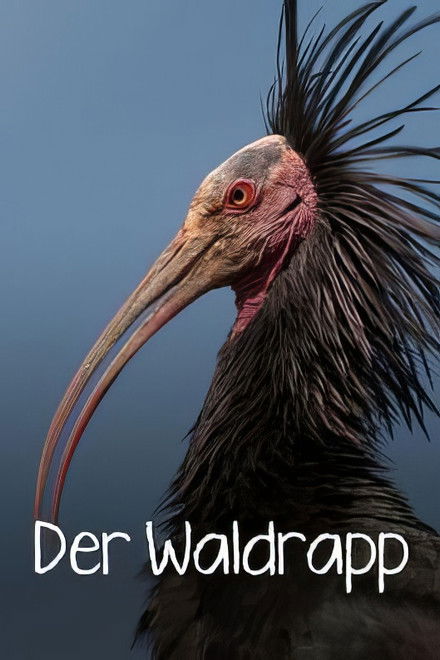 Der Waldrapp: Zugvogel im Aufwind