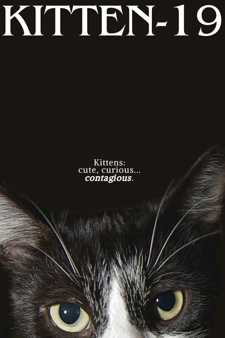 Kitten-19