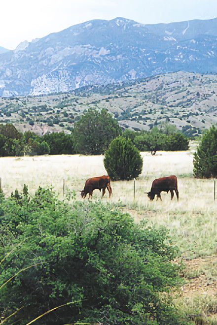 Whose Home on the Range?
