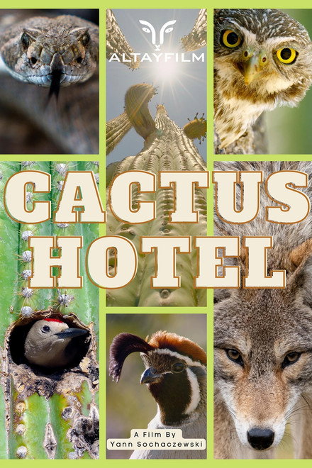 Cactus Hotel