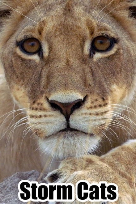 Storm Cats