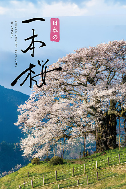 Japan's Single Cherry Blossom Tree
