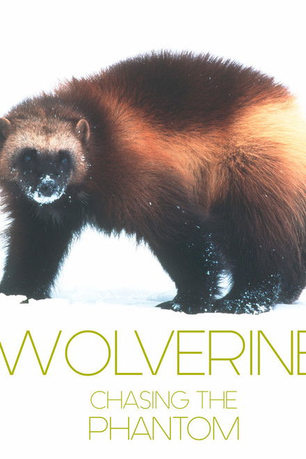 Wolverine - Chasing the Phantom