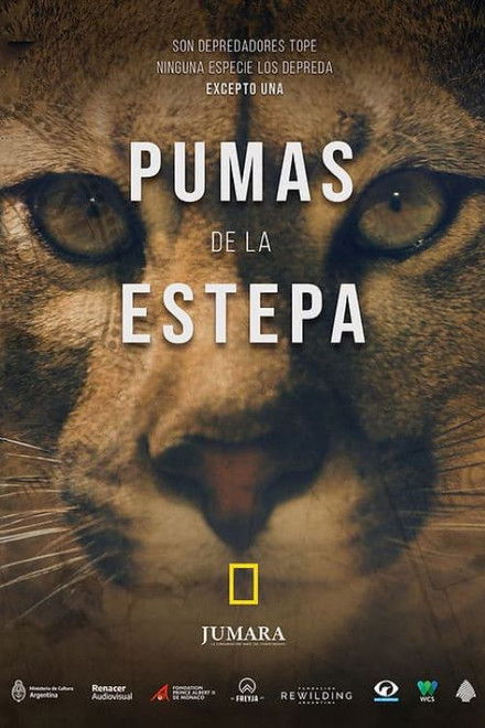 Pumas de la estepa