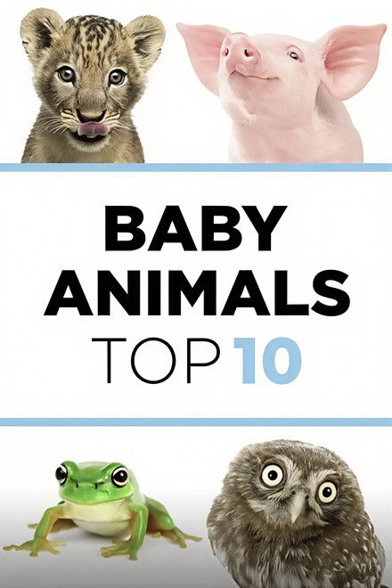 Baby Animals: The Top 10