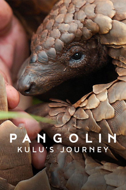 Pangolin: Kulu's Journey