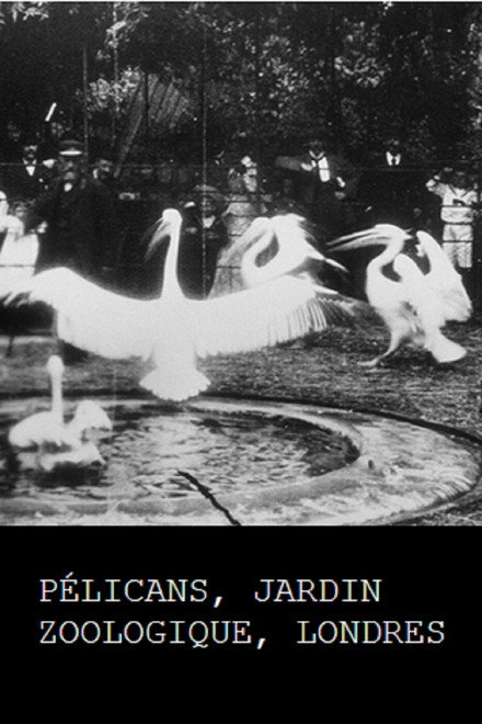 Pelicans, London Zoological Garden